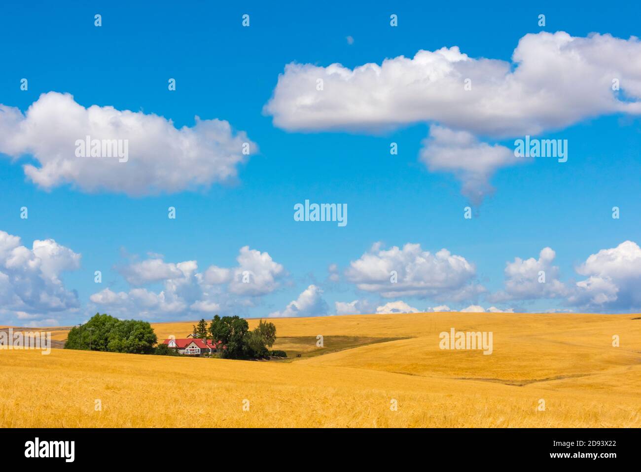 Ferme sur champ de blé dans l'est de l'État de Washington, États-Unis Banque D'Images