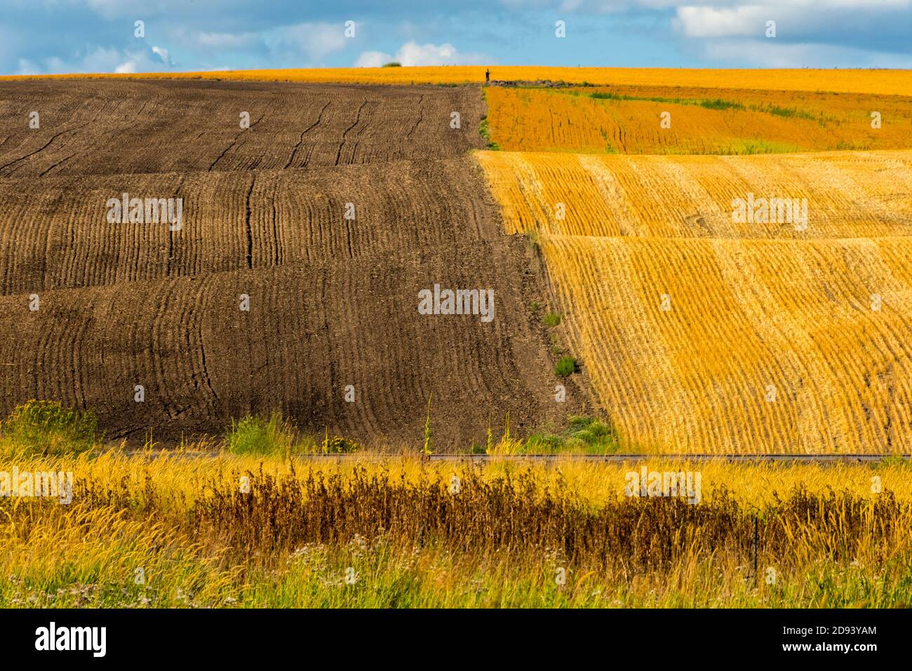 Patrons des champs de blé, Palouse, est de l'État de Washington, États-Unis Banque D'Images