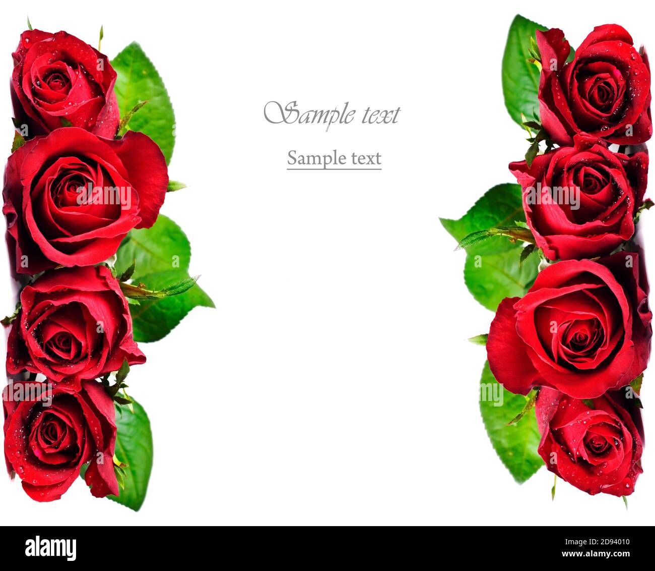 Rose rouge Banque D'Images