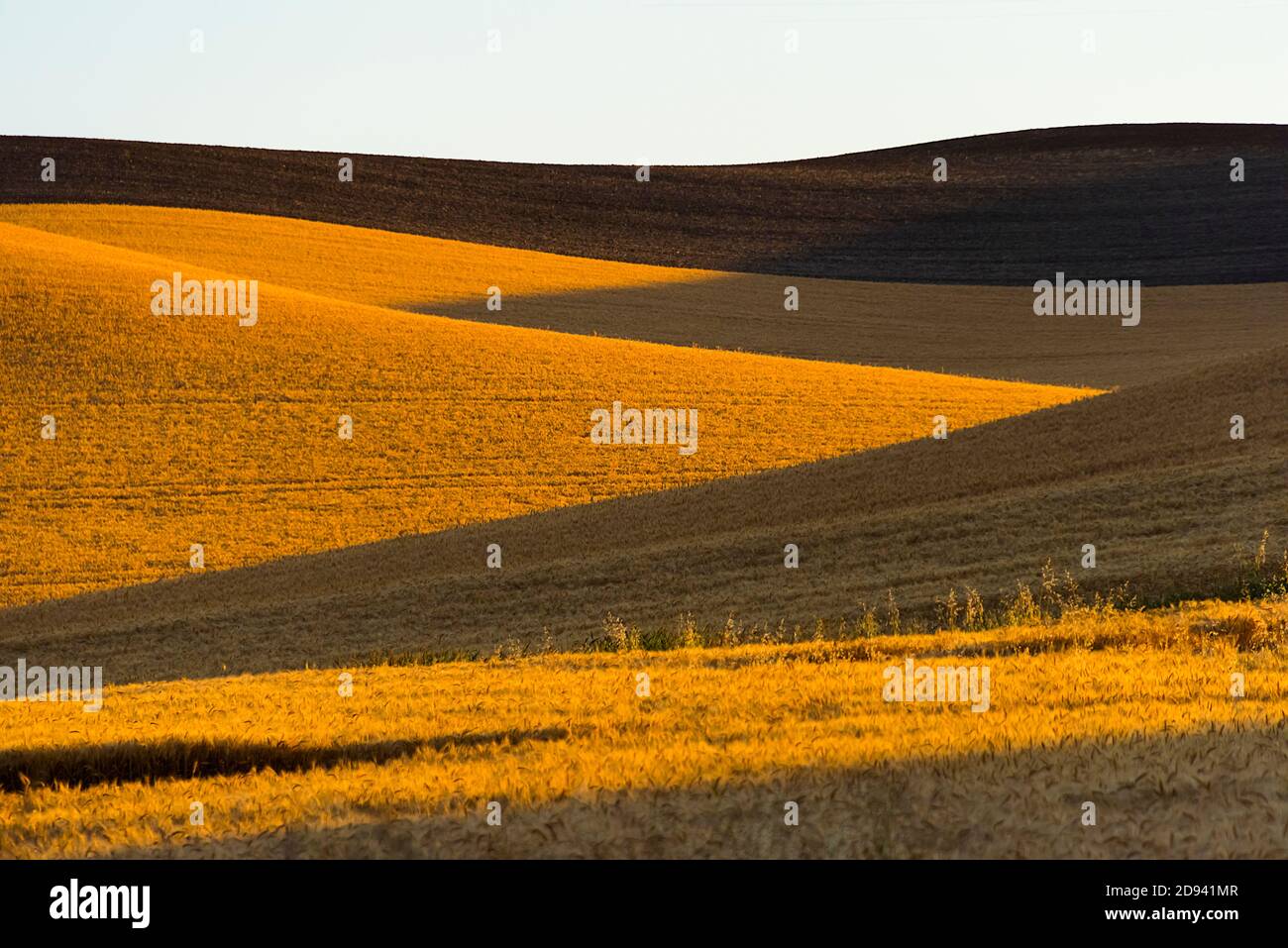 Paysage de champ de blé roulant au lever du soleil, Palouse, État de Washington, États-Unis Banque D'Images