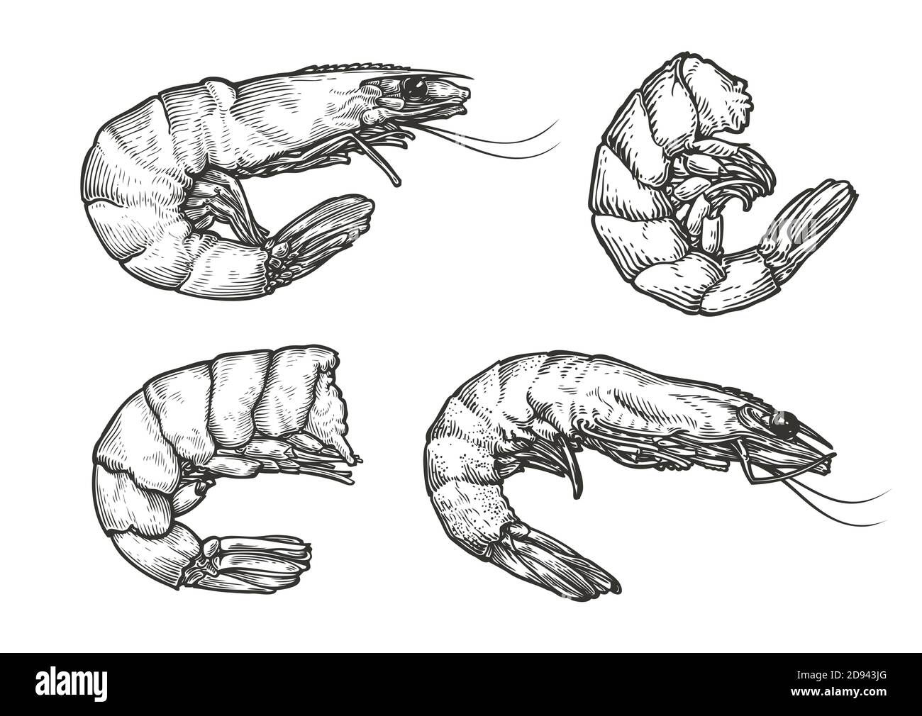 Croquis de crevettes. Fruits de mer, illustration vectorielle vintage alimentaire Illustration de Vecteur