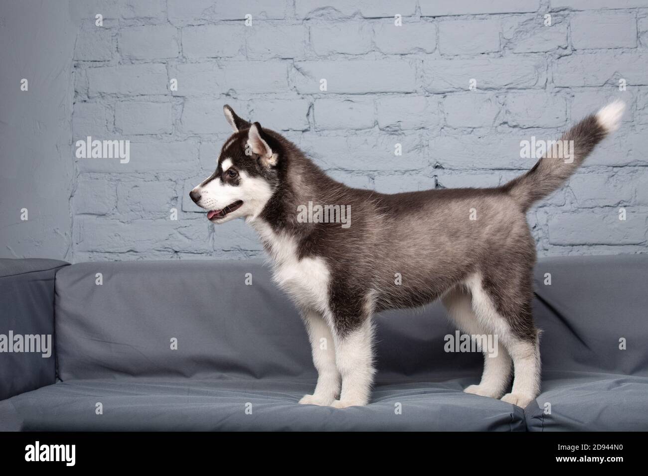 Chien Actif Drole Husky Chiot Noir Et Blanc Trois Mois S Amuser Sur Le Canape A La Maison Dans Le Salon Chien Bebe Femelle Siberian Husky Dans Photo Stock Alamy