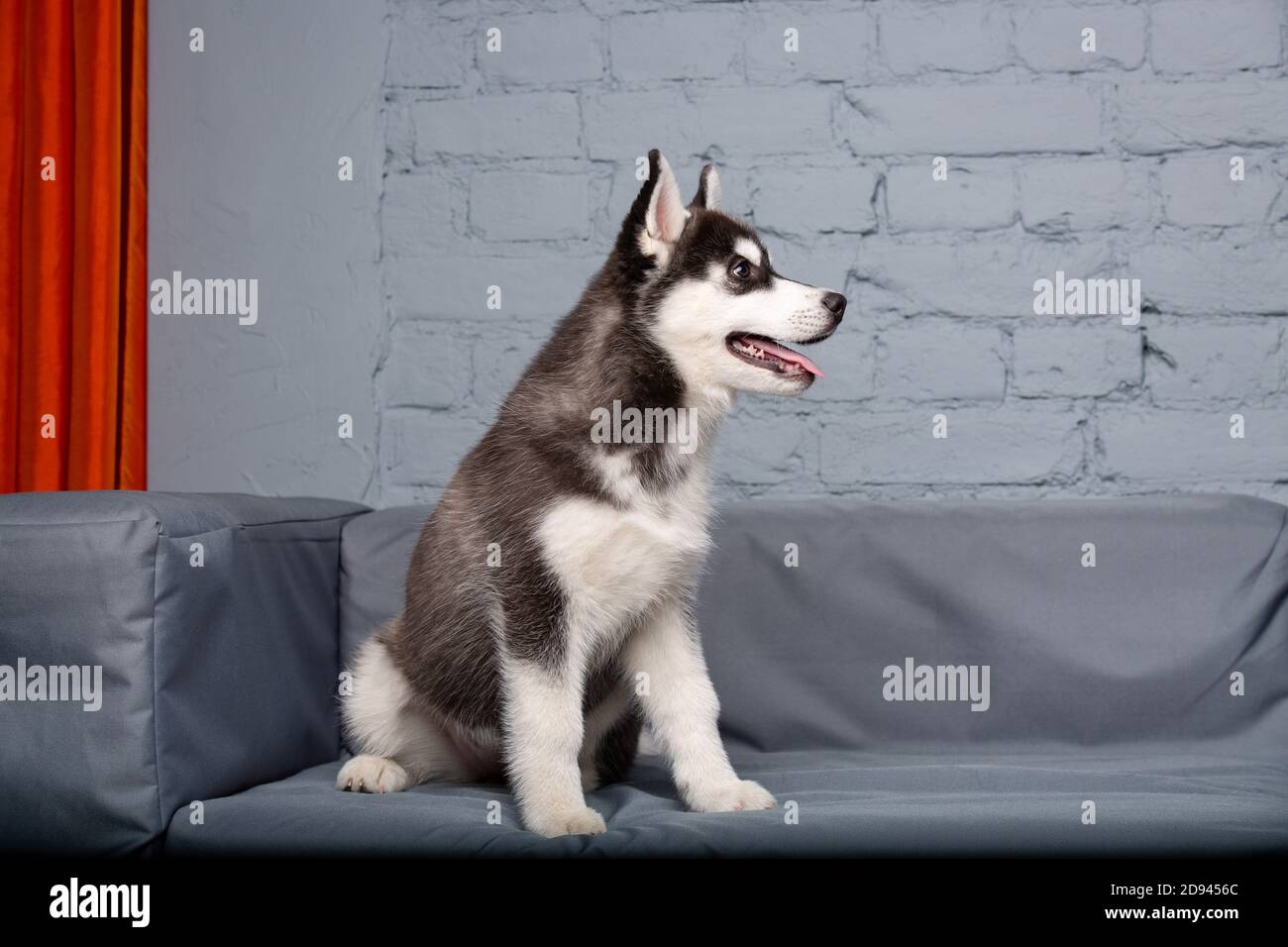 Animal De Compagnie A Theme Chiot Chien Maison Drole De Bebe Actif Husky Femme Noir Et Blanc Trois Mois Joue Sur Un Canape Gris Dans Le Salon Siberien Photo Stock Alamy