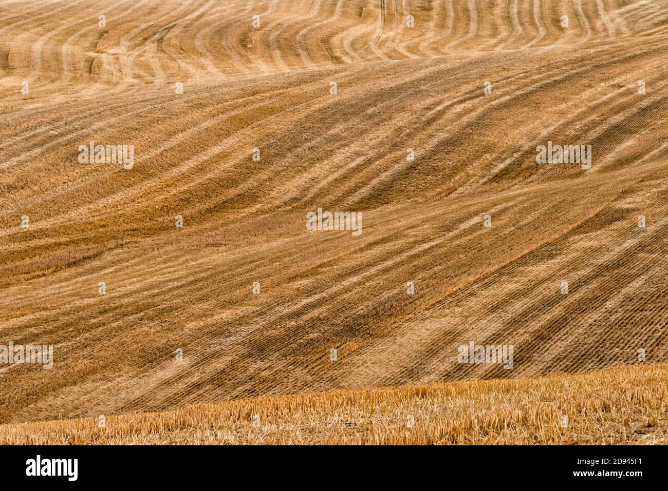 Chenilles récoltées sur un champ de blé roulant au lever du soleil, Palouse, État de Washington, États-Unis Banque D'Images