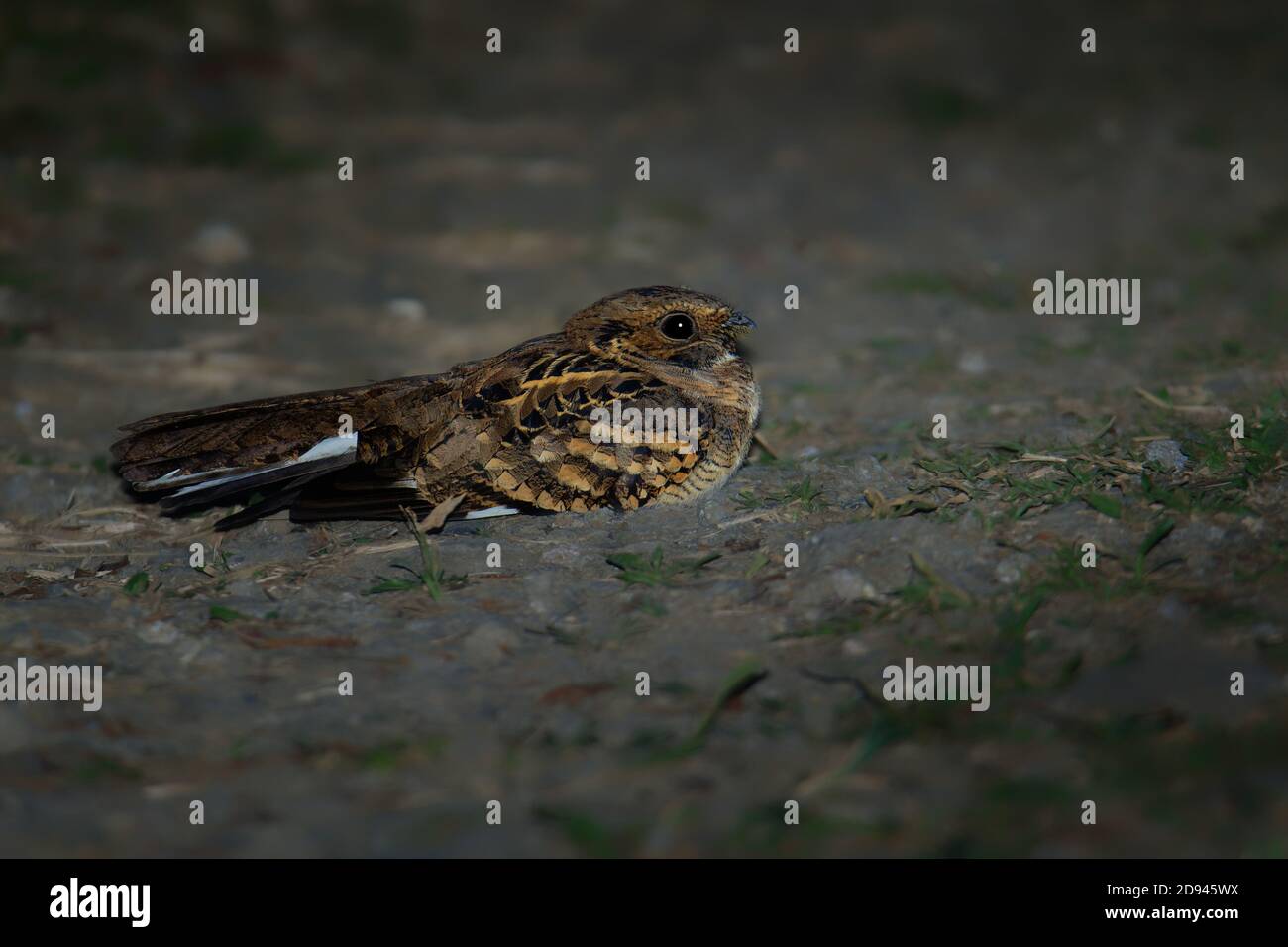 Pauraque - Nyctidromus albicollis également appelé pauraque commun dans la nuit, espèces de boîtes de nuit, l'un des deux oiseaux du genre Nyctidromus, se reproduit dans le Banque D'Images