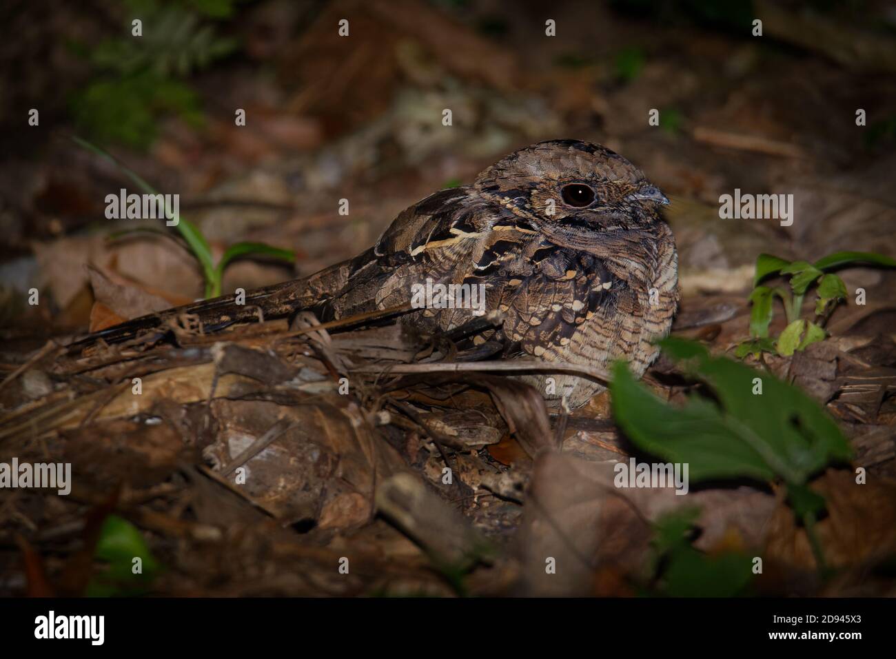 Pauraque - Nyctidromus albicollis également appelé pauraque commun dans la nuit, espèces de boîtes de nuit, l'un des deux oiseaux du genre Nyctidromus, se reproduit dans le Banque D'Images