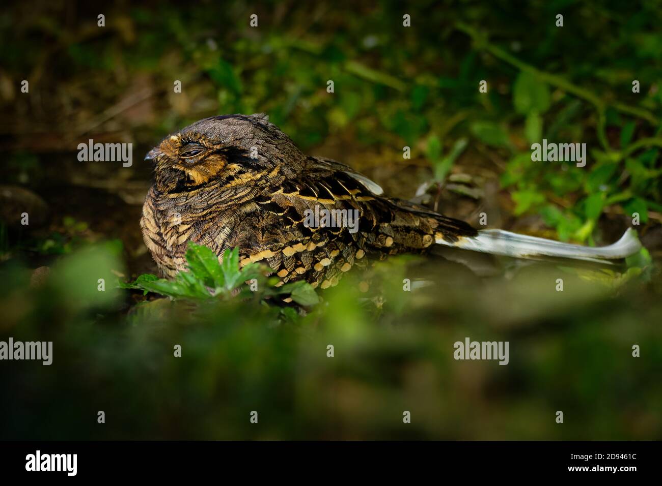 Pauraque - Nyctidromus albicollis également appelé pauraque commun dans la nuit, espèces de boîtes de nuit, l'un des deux oiseaux du genre Nyctidromus, se reproduit dans le Banque D'Images