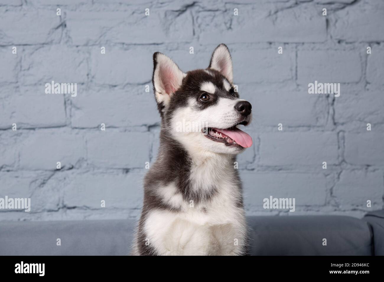 Animal De Compagnie A Theme Chiot Chien Maison Drole De Bebe Actif Husky Femme Noir Et Blanc Trois Mois Joue Sur Un Canape Gris Dans Le Salon Siberien Photo Stock Alamy