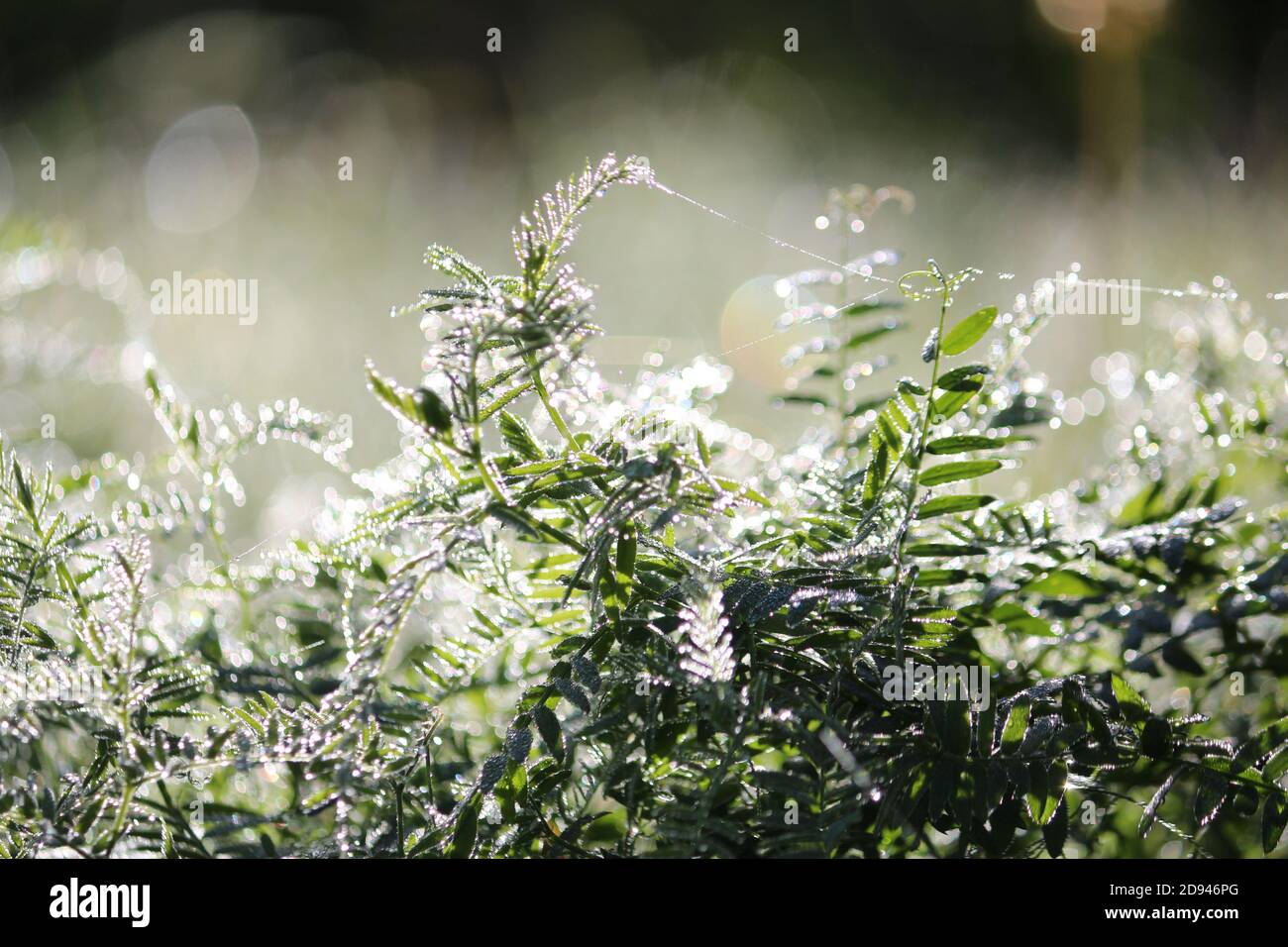 Magie du soleil du matin. La rosée argentée, scintillant avec la lumière du soleil, couvre densément l'herbe verte dans la prairie à l'aube. Quantité abondante de rosée pétillante contre Banque D'Images