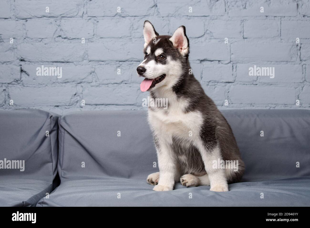 Chien Actif Drole Husky Chiot Noir Et Blanc Trois Mois S Amuser Sur Le Canape A La Maison Dans Le Salon Chien Bebe Femelle Siberian Husky Dans Photo Stock Alamy