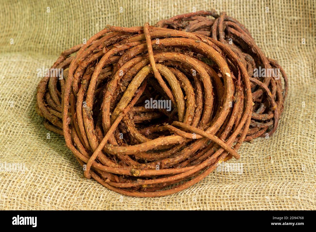 Tiges séchées de tiges de vigne de Schisandra chinensis. Plantes médicinales de la faune comme tonique naturel. Banque D'Images