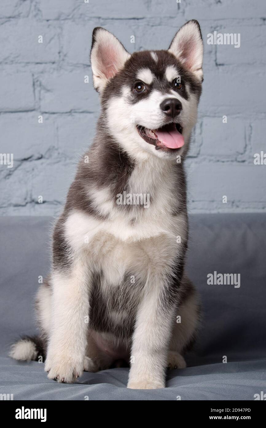 Animal De Compagnie A Theme Chiot Chien Maison Drole De Bebe Actif Husky Femme Noir Et Blanc Trois Mois Joue Sur Un Canape Gris Dans Le Salon Siberien Photo Stock Alamy