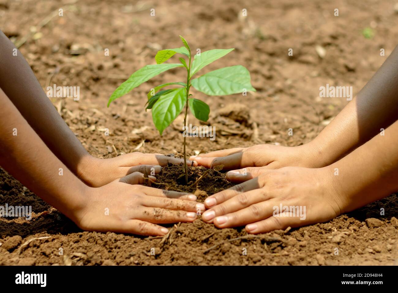 Les enfants et les parents s'unissent pour planter des jeunes arbres sur le sol noir, le concept de reboisement et de sauver le monde. Banque D'Images