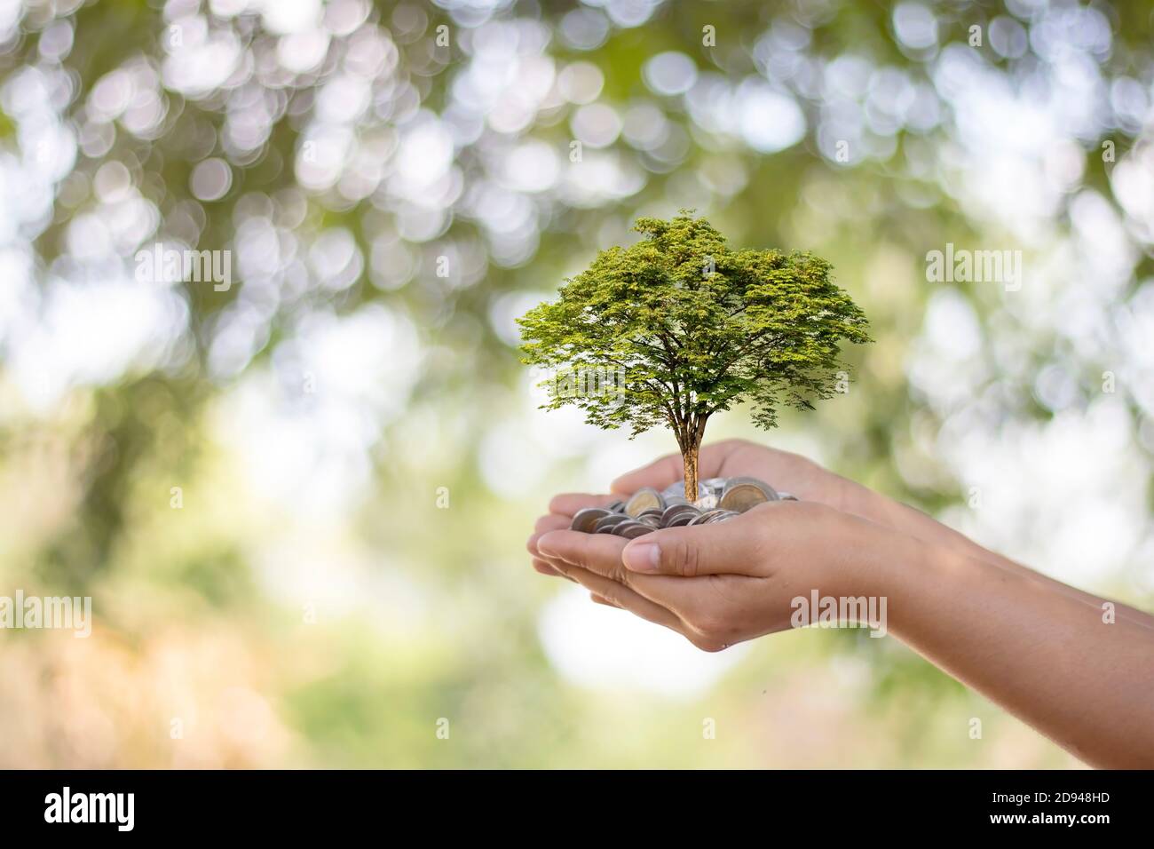 Les arbres sont plantés sur des pièces de monnaie entre les mains humaines avec des fonds naturels flous, des idées de croissance végétale et des investissements respectueux de l'environnement. Banque D'Images