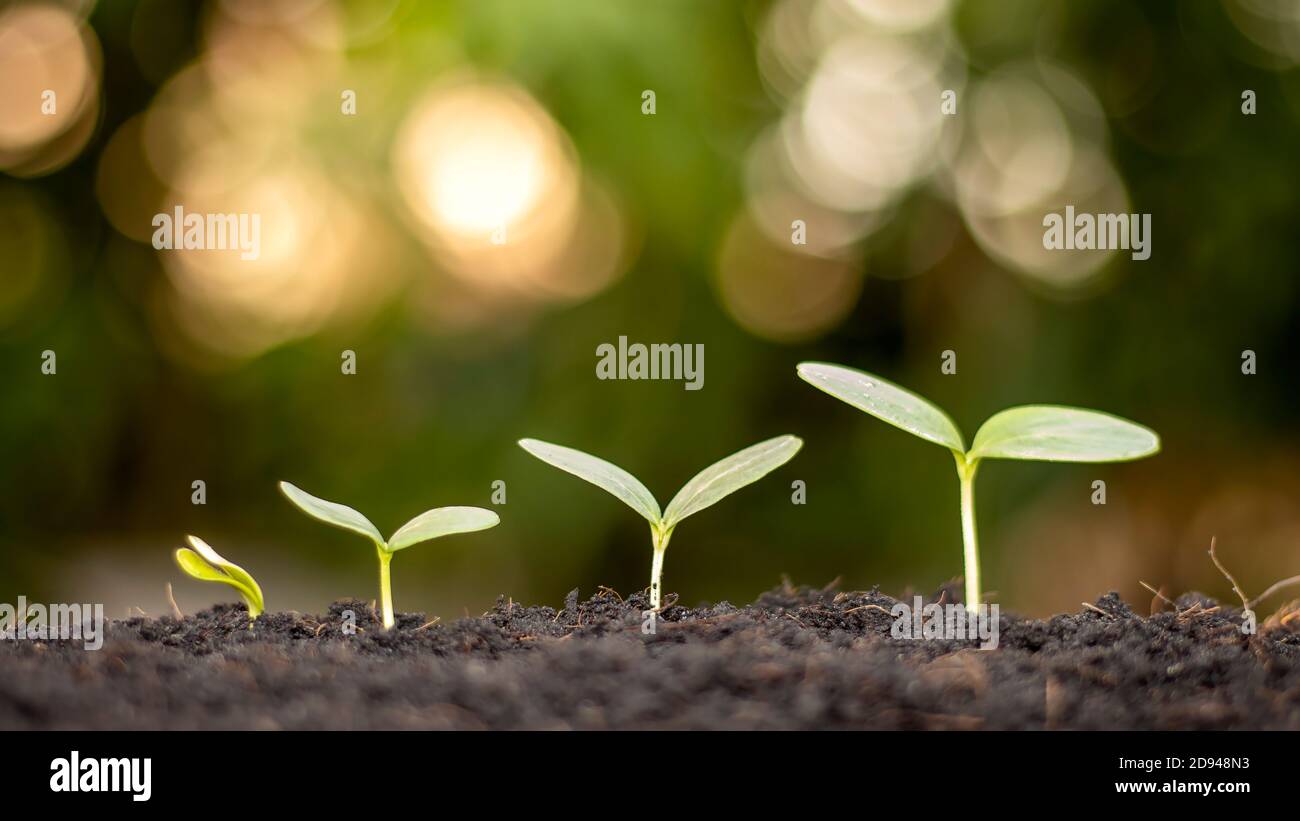 Les petits arbres à feuilles vertes poussent naturellement, le concept de l'agriculture et la croissance durable des plantes. Banque D'Images