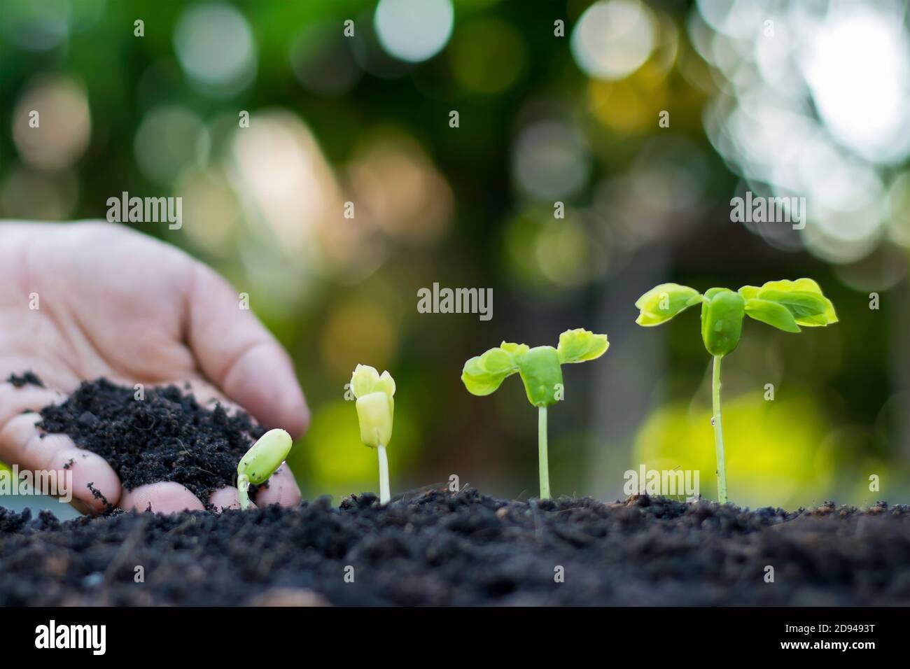 Les mains des agriculteurs plantent des semis sur le sol, y compris une toile de fond verte floue, des concepts forestiers et la protection de l'environnement. Banque D'Images