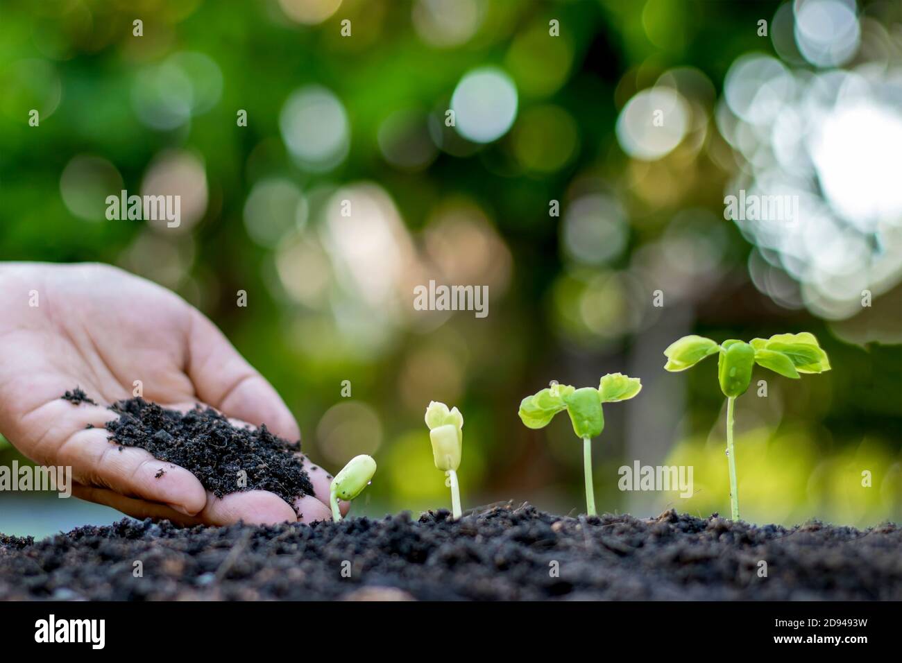 Les mains des agriculteurs plantent des semis sur le sol, y compris une toile de fond verte floue, des concepts forestiers et la protection de l'environnement. Banque D'Images