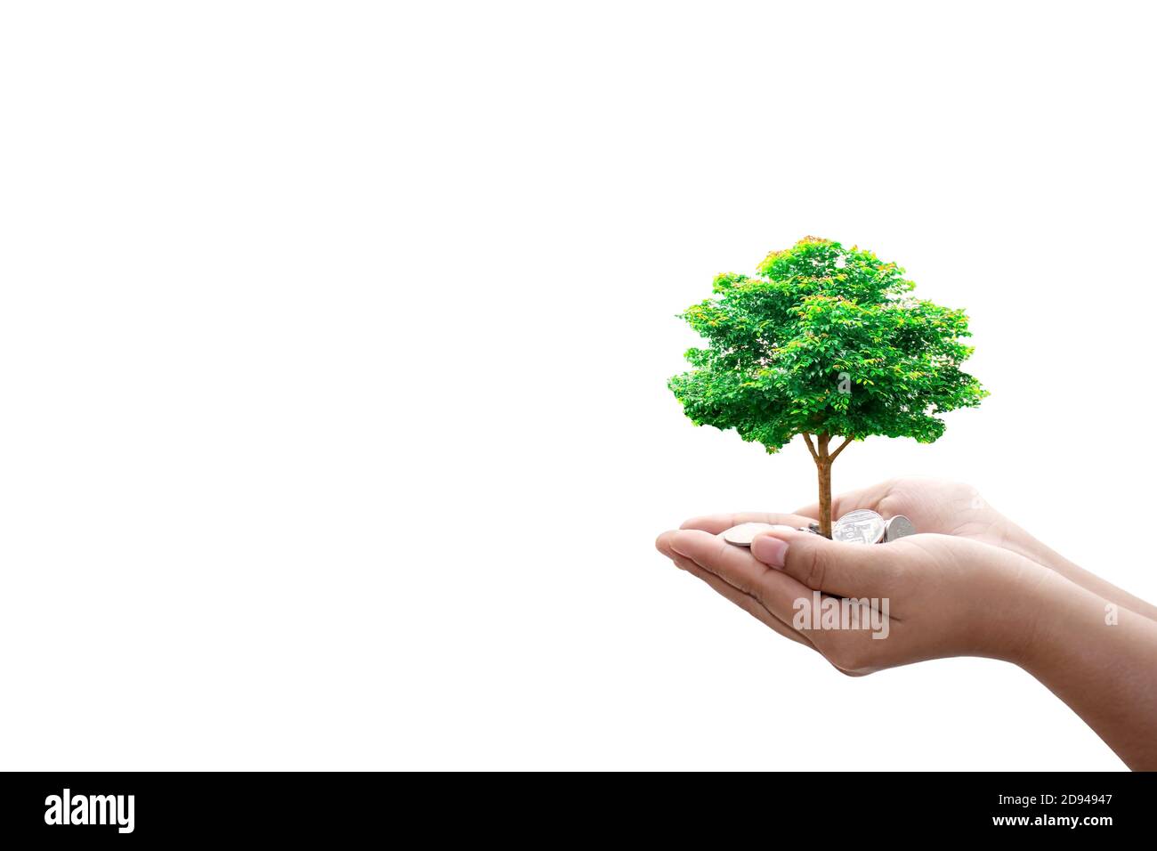 Un arbre est planté sur une pièce de monnaie dans la main humaine sur un fond blanc avec le chemin d'écrêtage. Banque D'Images