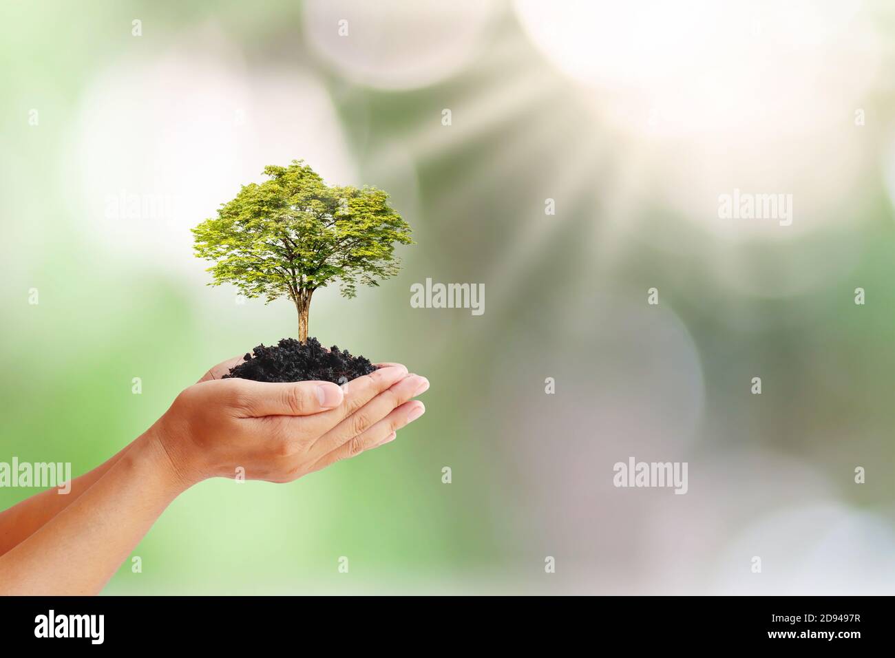 Les mains de personnes tenant des arbres qui poussent sur le sol, y compris les fonds verts, les idées de plantation d'arbres et le jour de la Terre. Banque D'Images