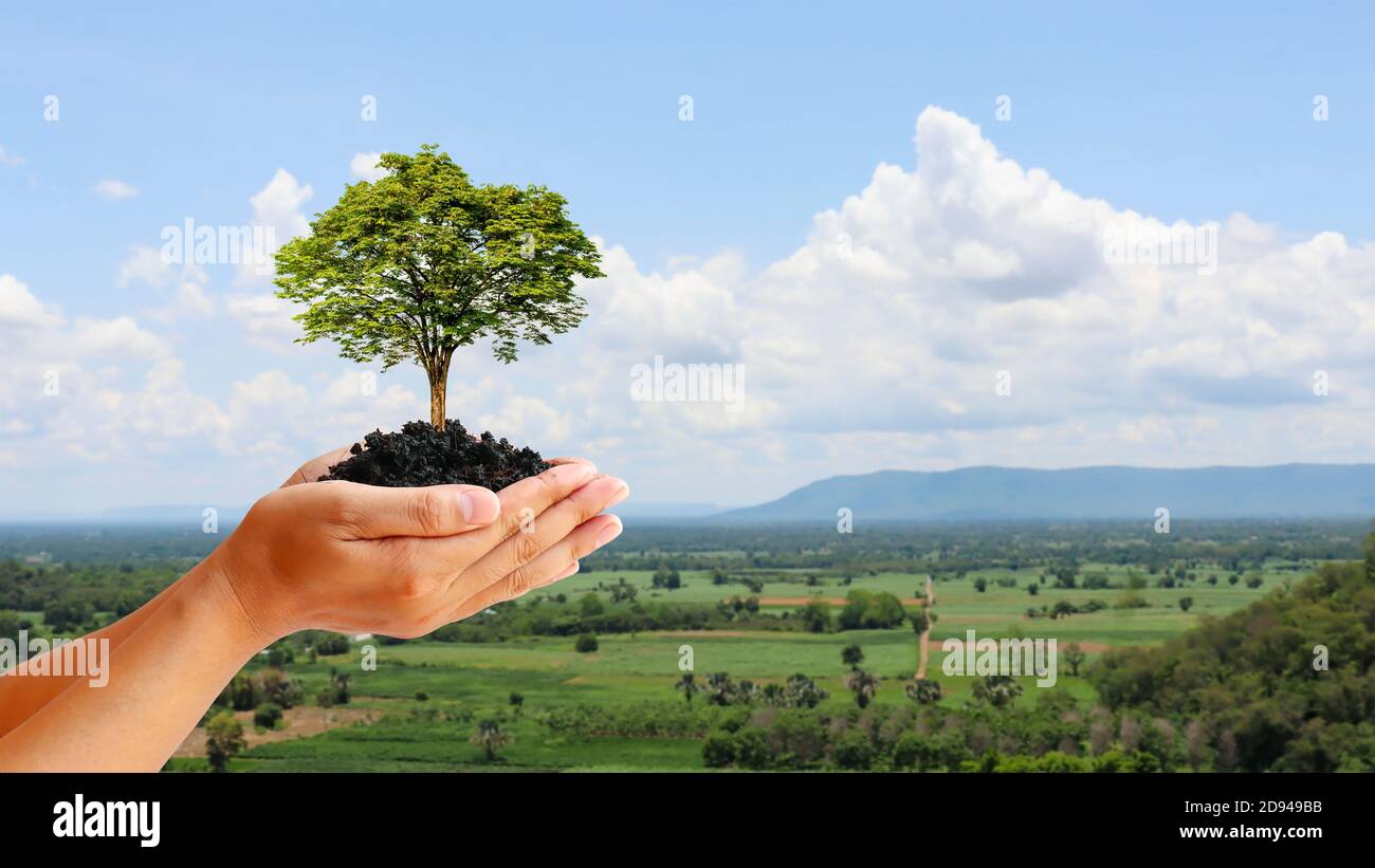 Les arbres sont plantés sur le sol entre des mains humaines avec des fonds verts naturels, le concept de croissance végétale et la protection de l'environnement. Banque D'Images