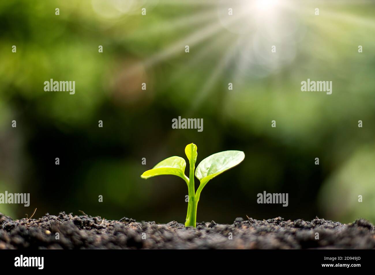Petits arbres aux feuilles vertes, croissance naturelle et lumière du soleil, concept d'agriculture et croissance durable des plantes. Banque D'Images