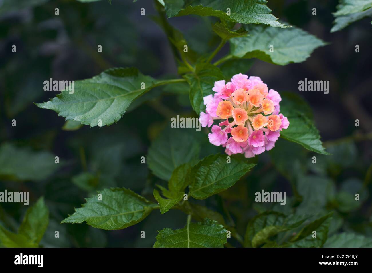 gros plan de la fleur de lantana dans le jardin. Banque D'Images