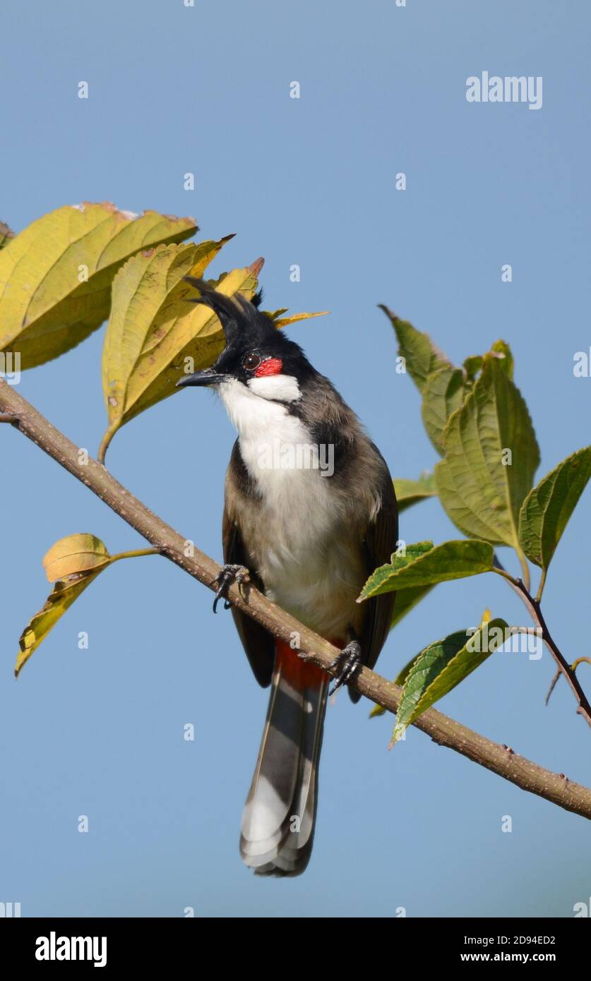 Oiseau de Bulbul à crête sur l'île de Lamma à Hong Kong. Banque D'Images