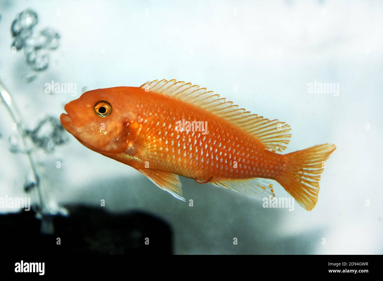 Zèbre rouge Afican cichlid - Maylandia estherae Banque D'Images