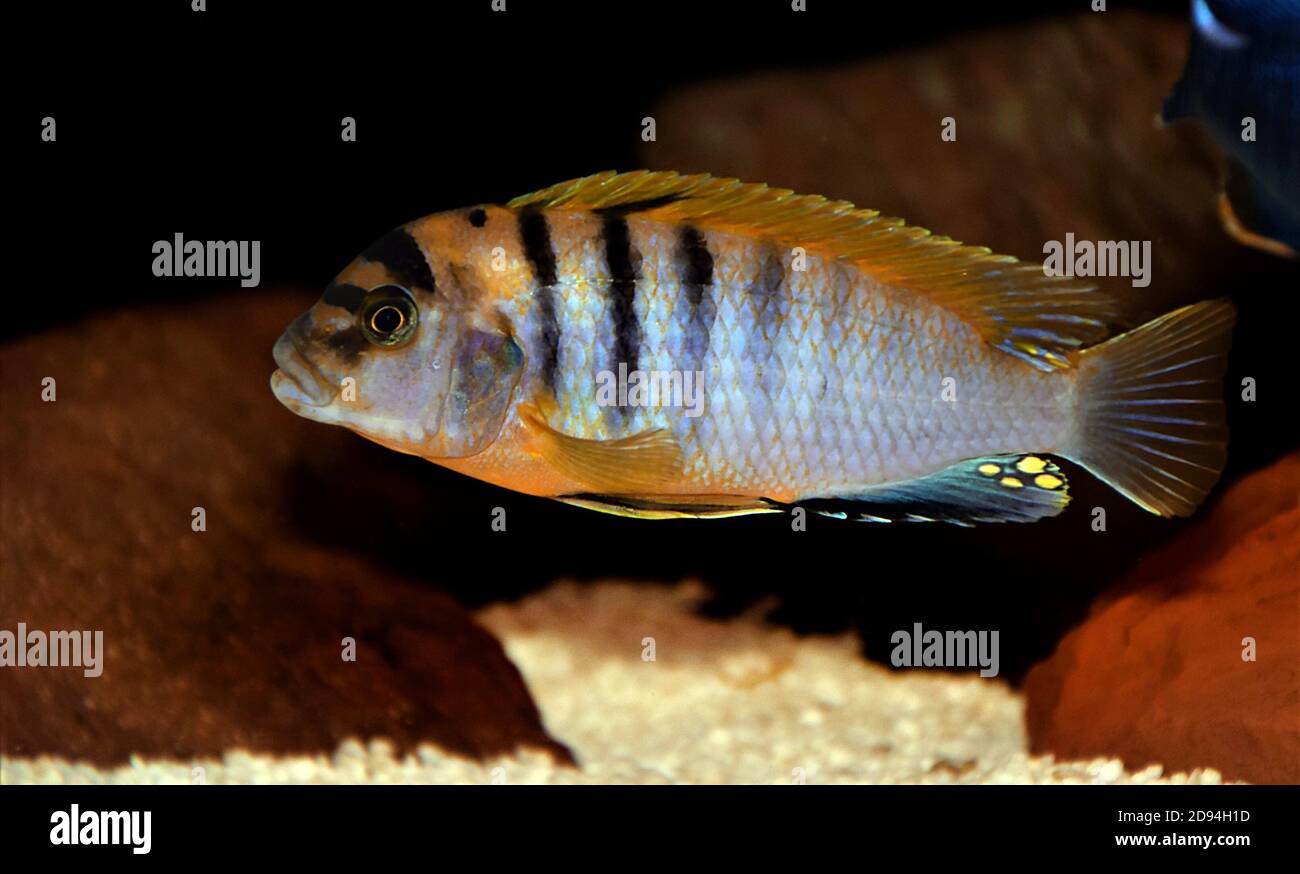 Red Top Hongi Cichlid - (Labidochromis Hongi) Banque D'Images
