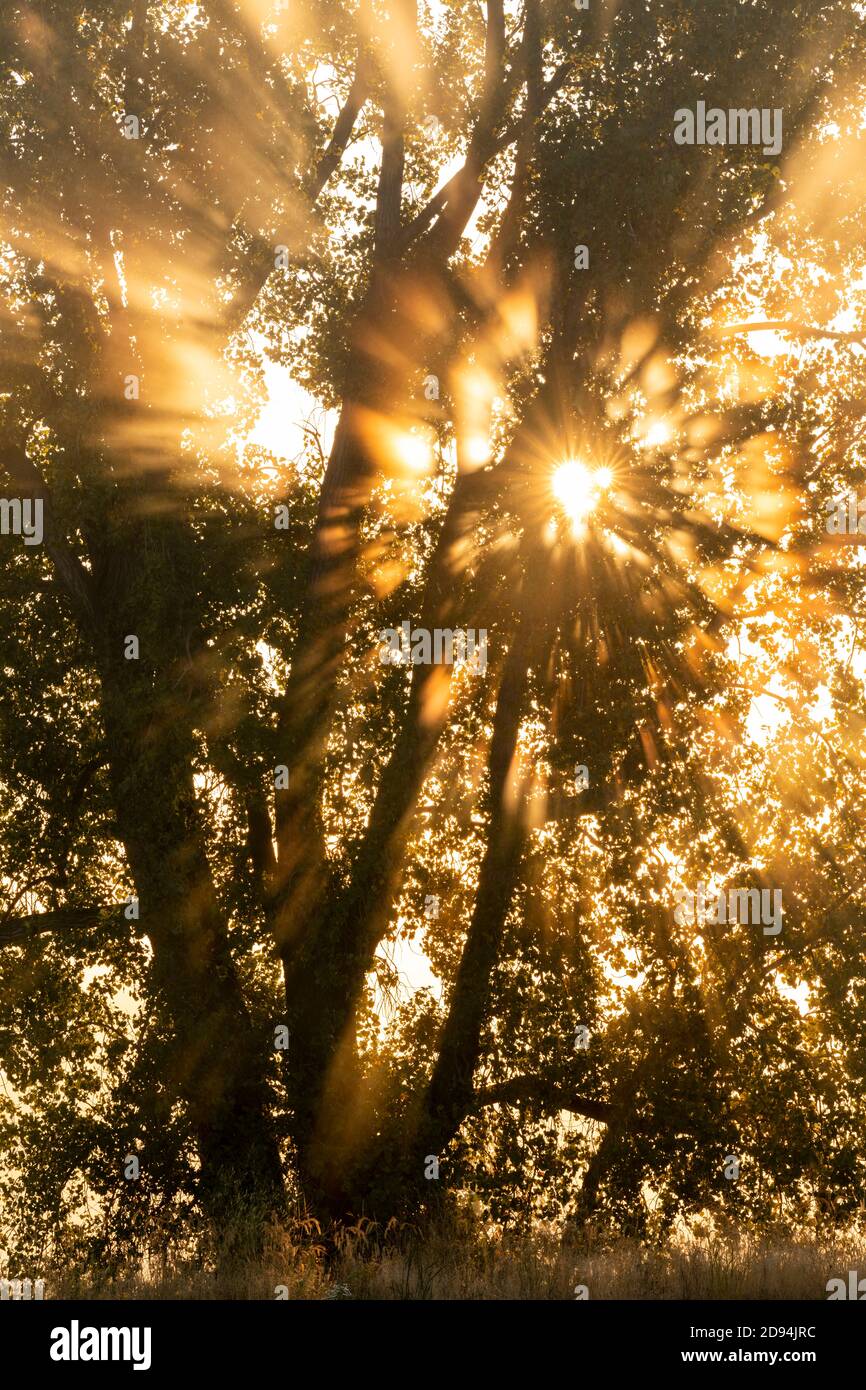 Sunrise, et E Cottonwood Tree (Populus deltoides), automne, dans le Midwest des États-Unis, par Dominique Braud/Dembinsky photo Assoc Banque D'Images