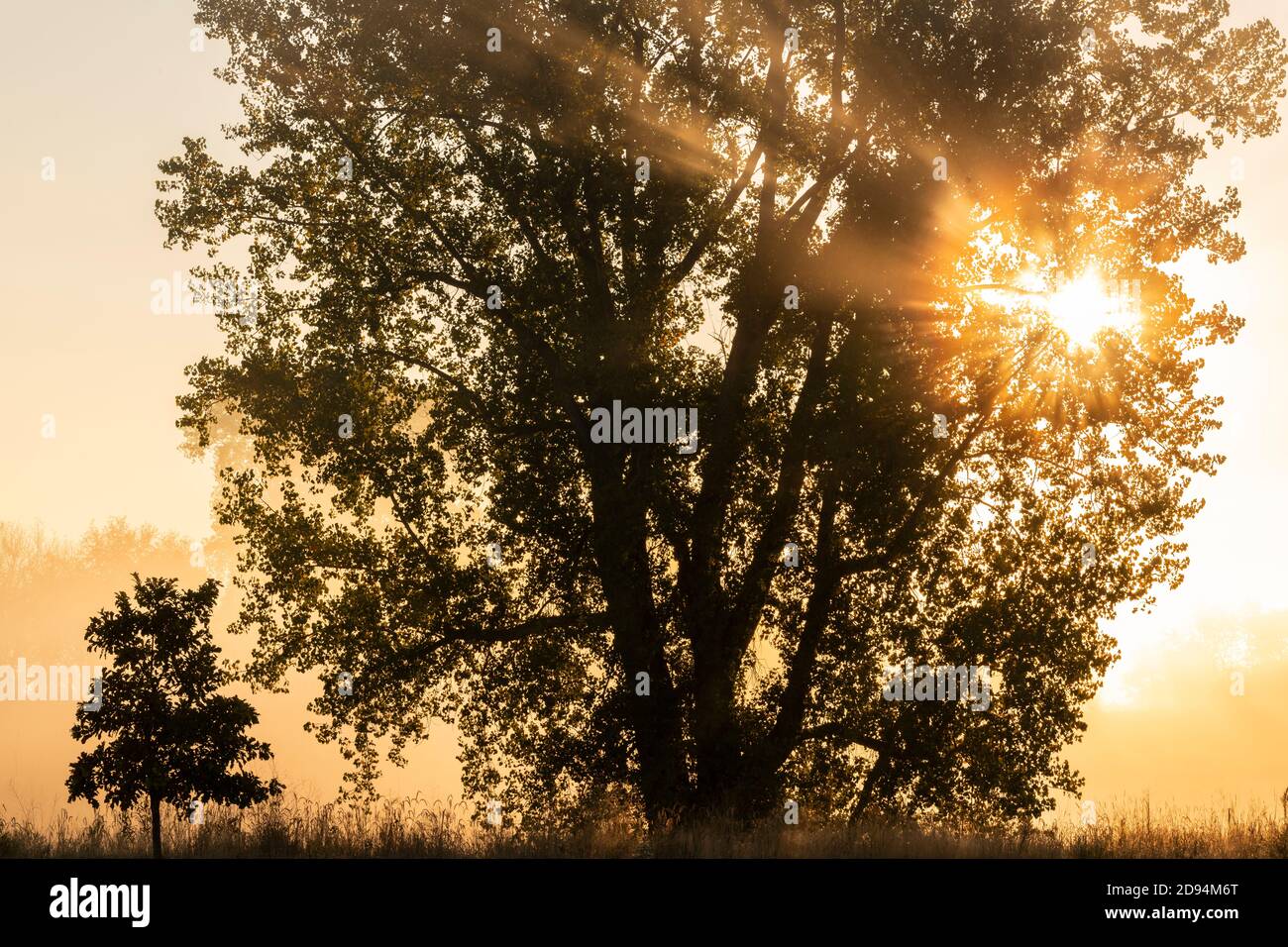 Sunrise, et E Cottonwood Tree (Populus deltoides), automne, dans le Midwest des États-Unis, par Dominique Braud/Dembinsky photo Assoc Banque D'Images