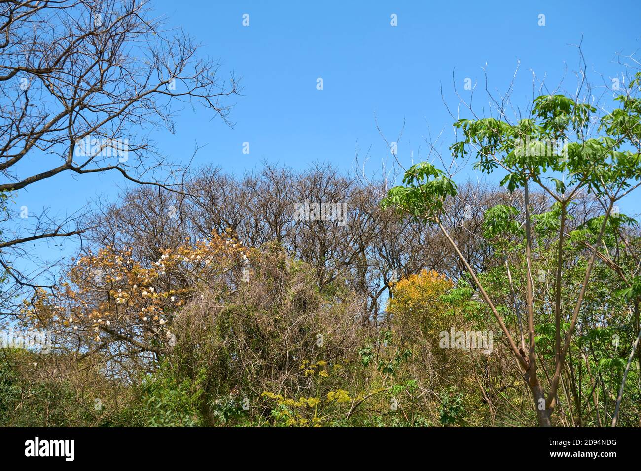 Arbres au printemps, dans la réserve écologique de Costanera sur, à Buenos Aires, en Argentine. Des feuilles et des fleurs luxuriantes fleurissent. Concepts de vie et de renaissance. Banque D'Images