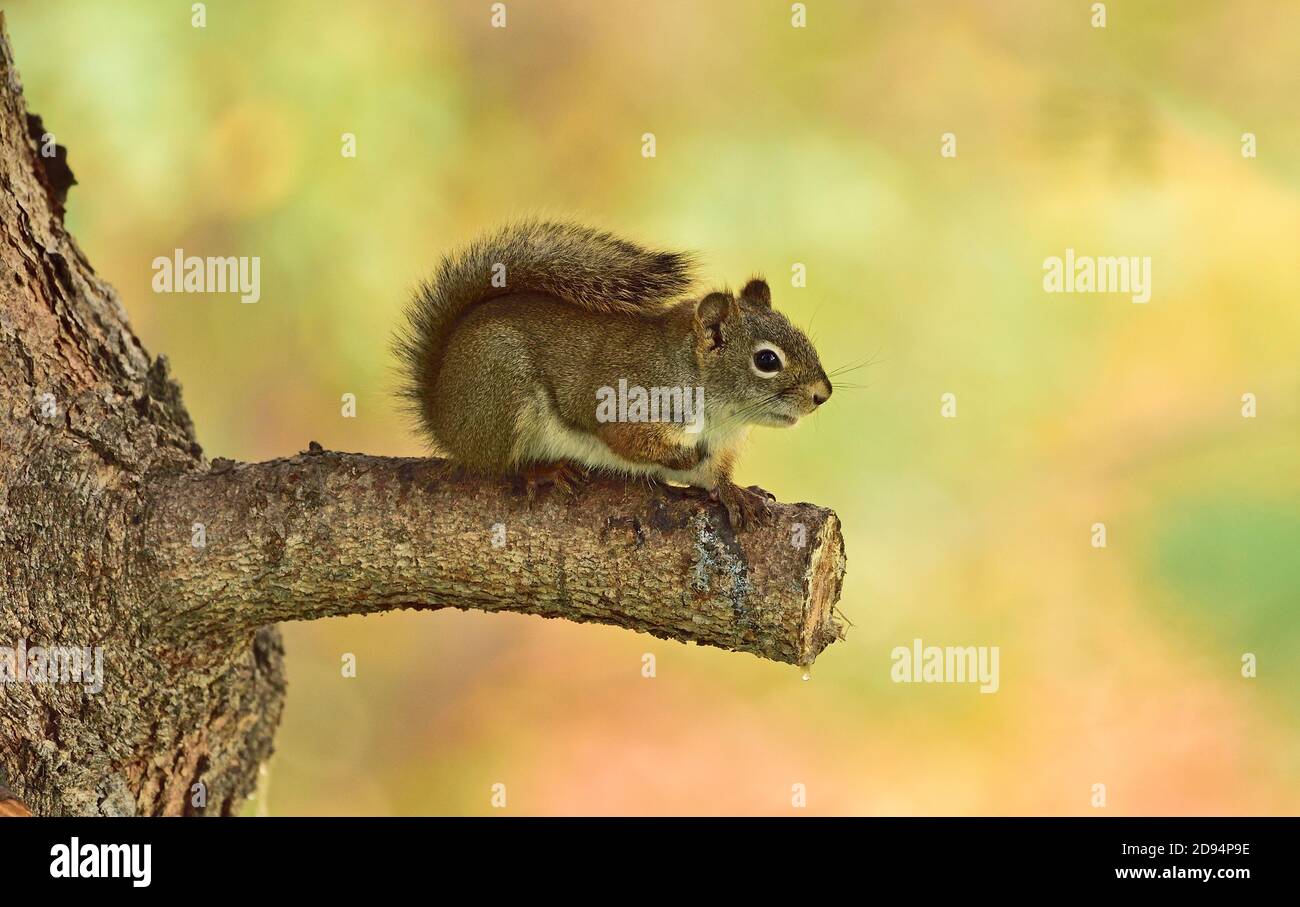 Un écureuil rouge, 'Tamiasciurus hudsonicus', qui repose sur une branche coupée d'un épicéa dans les régions rurales du Canada de l'Alberta. Banque D'Images