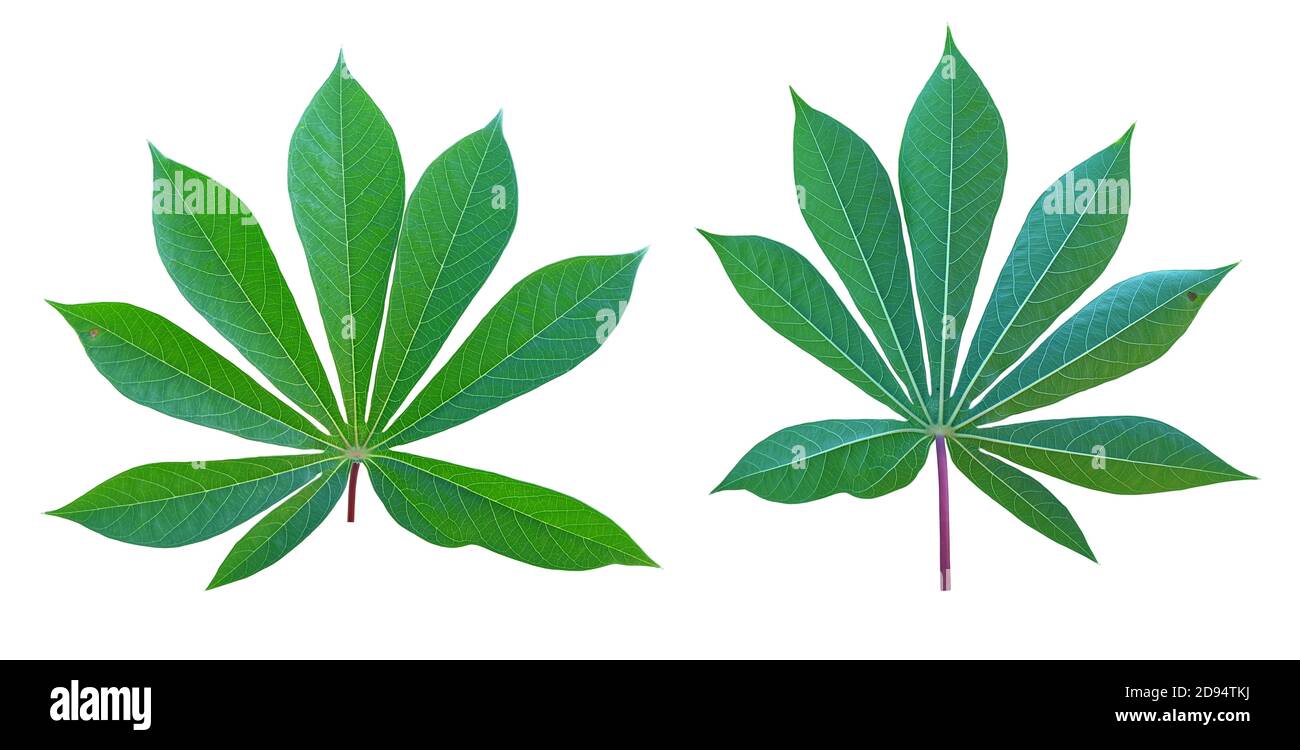 Belles feuilles de manioc, feuille verte isolée sur fond blanc avec chemin de coupure Banque D'Images