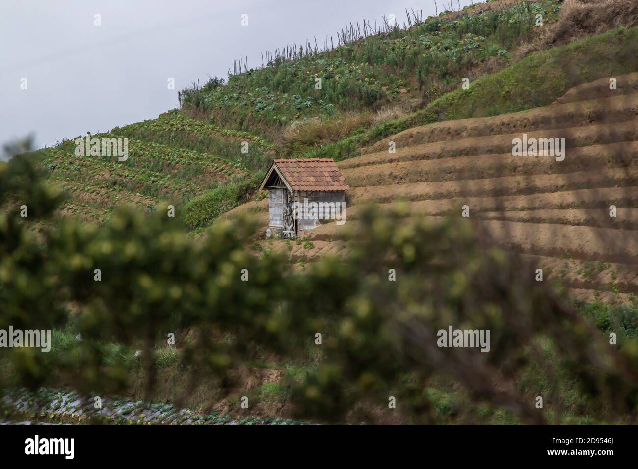 cabane en bois sur une plantation de légumes en pente de montagne. terrasses au premier plan d'arbres flous Banque D'Images