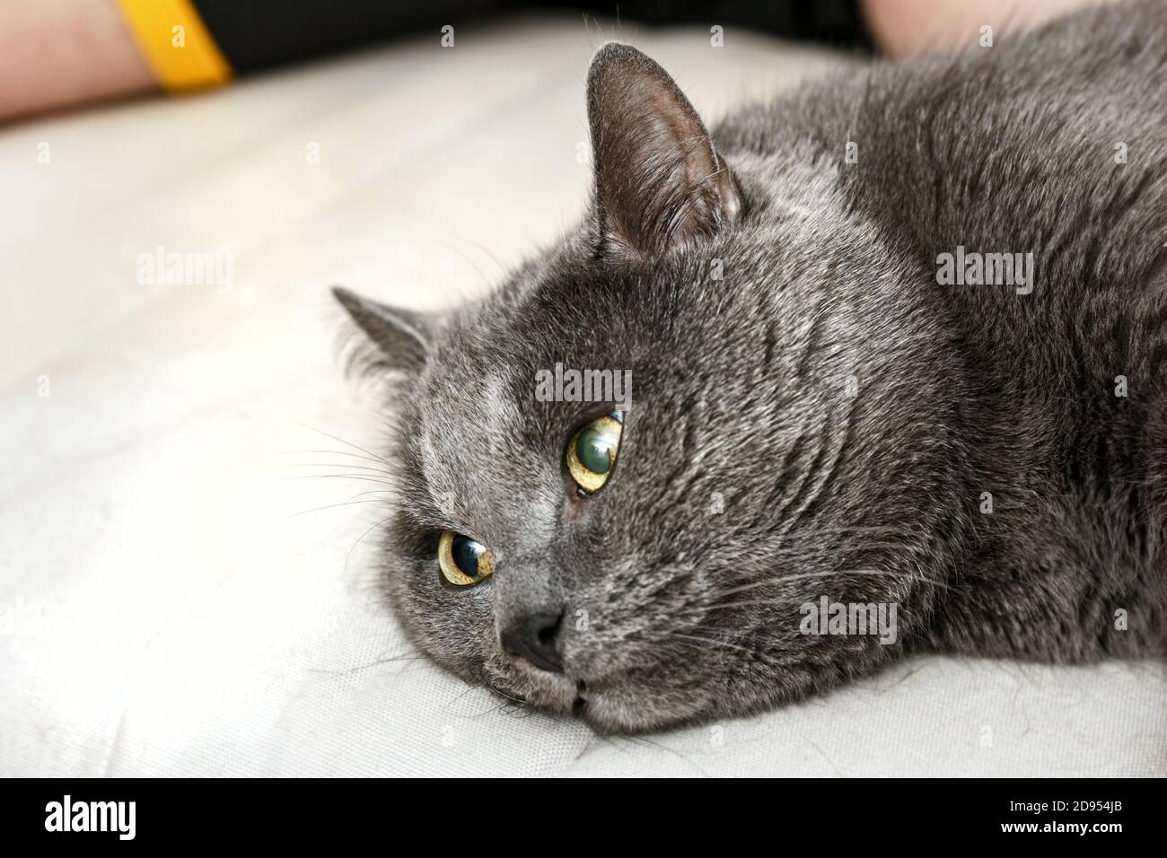 Chat Gris Adulte Avec Yeux Vitres Photo Stock Alamy Chat Gris Adulte Avec Yeux Vitres Photo Stock Alamy