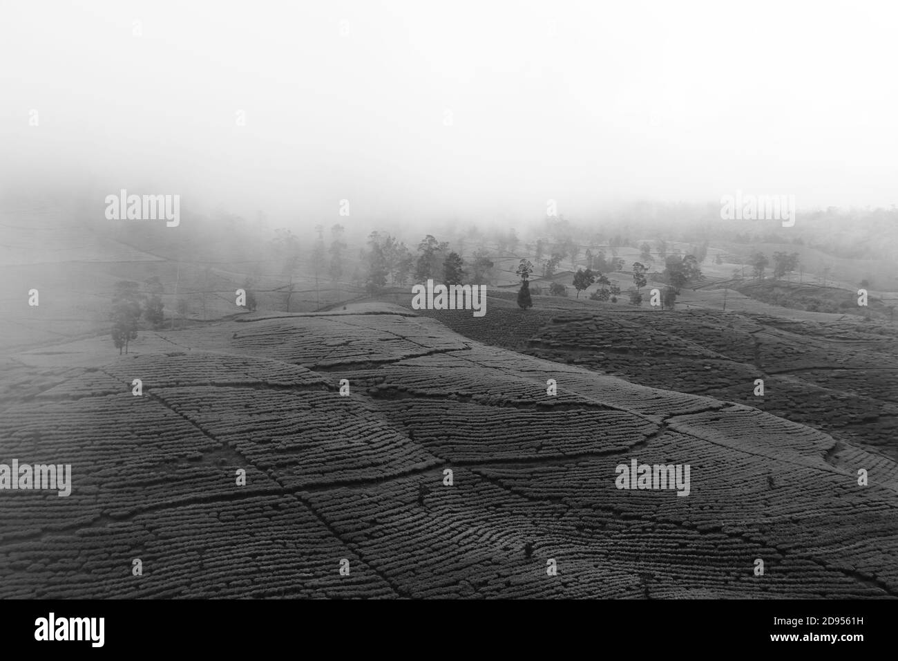 Vue aérienne en noir et blanc sur le jardin de thé avec un ciel brumeux à Wonosobo, en Indonésie. Un fond naturel frais pendant la saison des pluies Banque D'Images