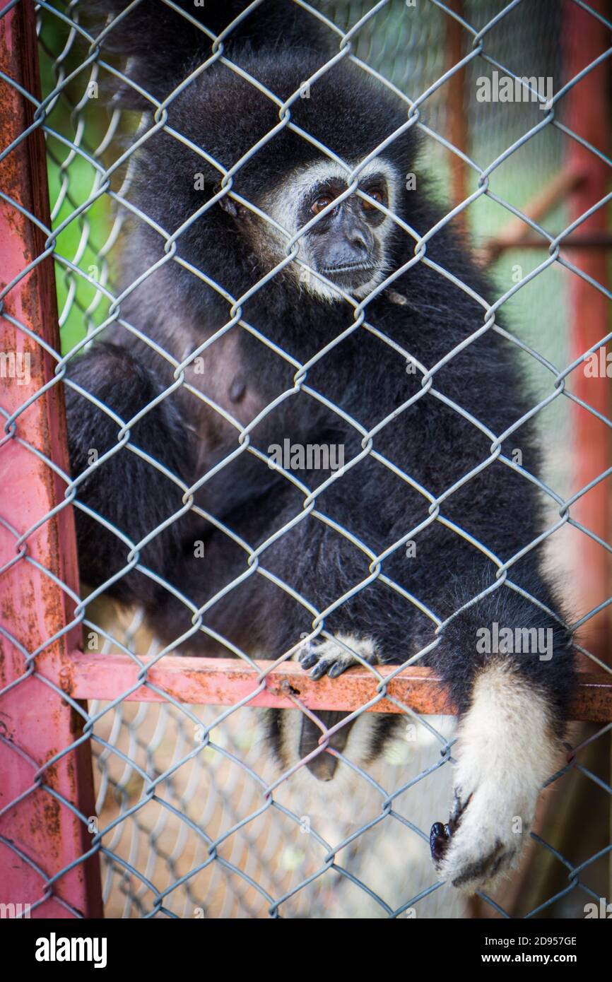 Gibbon noir triste dans une cage, nature Banque D'Images