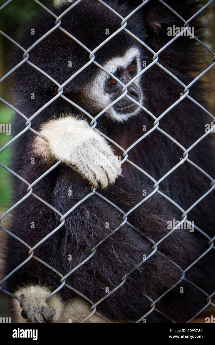 Gibbon noir triste dans une cage, nature Banque D'Images