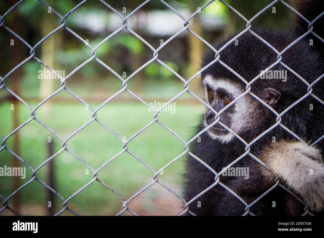 Gibbon noir triste dans une cage, nature Banque D'Images
