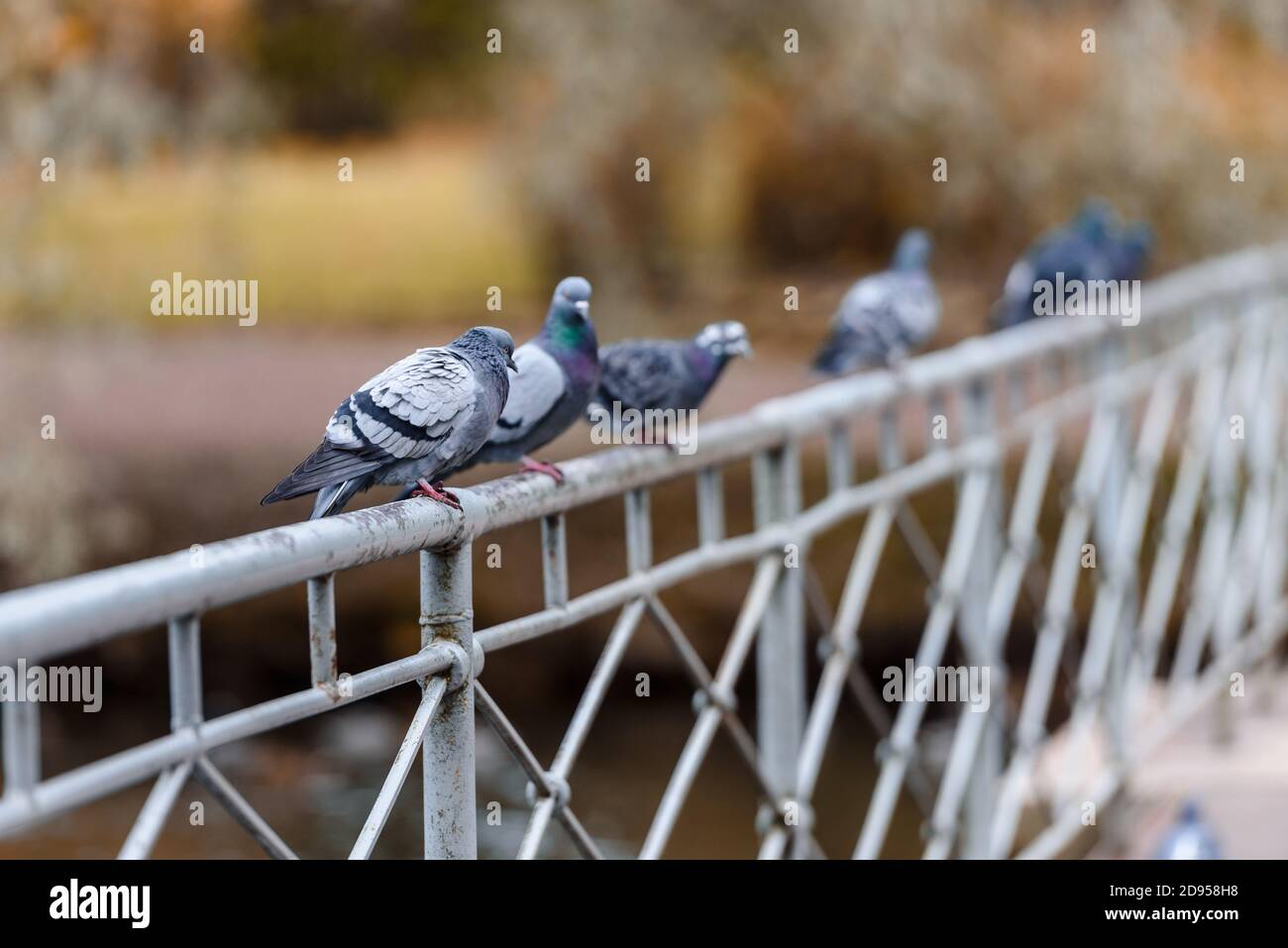 Les pigeons s'assoient sur le pont du parc d'automne Banque D'Images