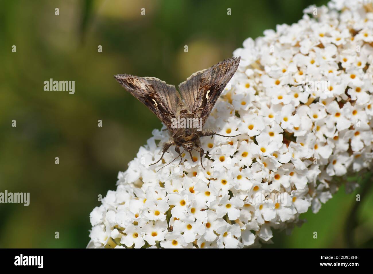 Le y argenté (Autographa gamma) est un papillon migratoire de la famille des Noctuidae sur des fleurs blanches d'un lilas d'été (Buddleja davidi). Été, jardin hollandais Banque D'Images