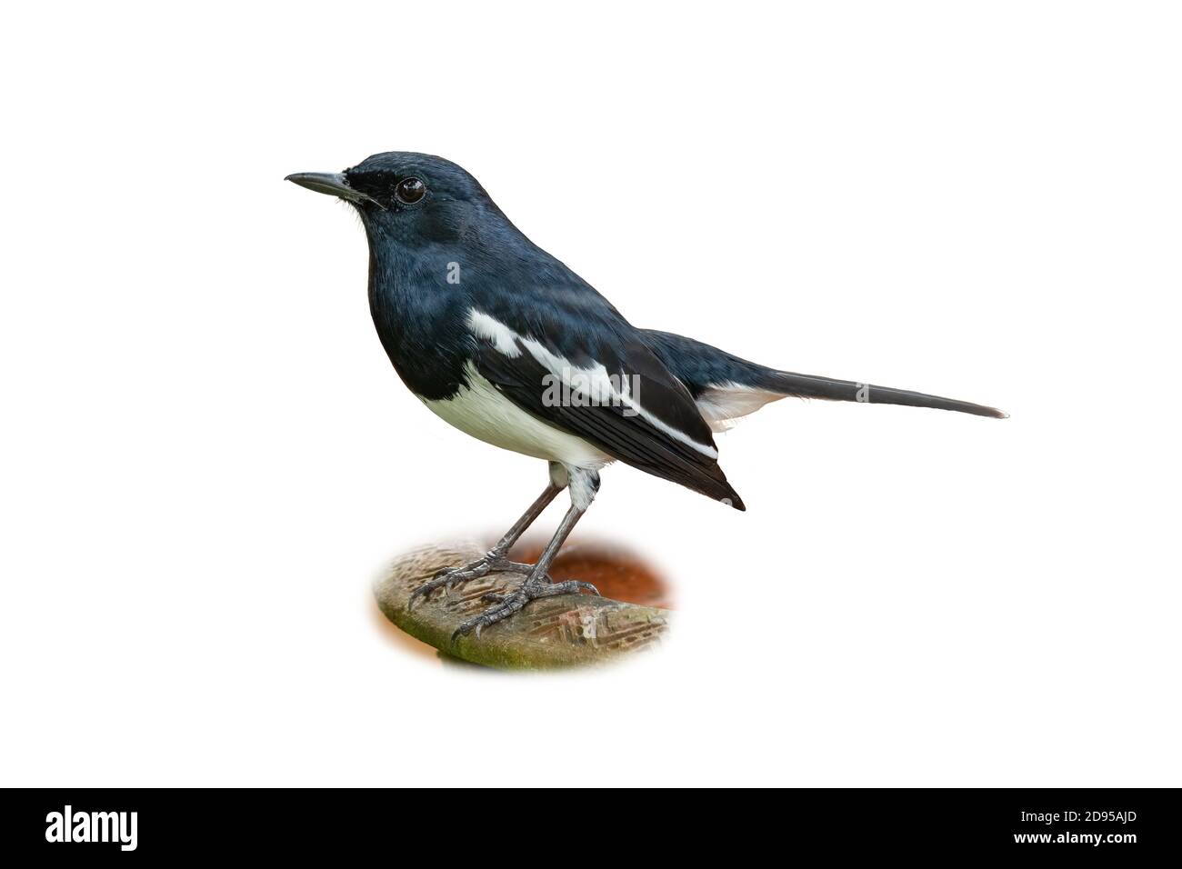 Un mâle Oriental Magpie Robin isolé sur fond blanc Banque D'Images