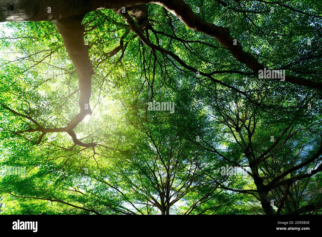 Vue de dessous du tronc d'arbre aux feuilles vertes d'arbre dans la forêt tropicale. Environnement frais dans le parc. Plante verte donner de l'oxygène dans le jardin d'été. Forêt Banque D'Images