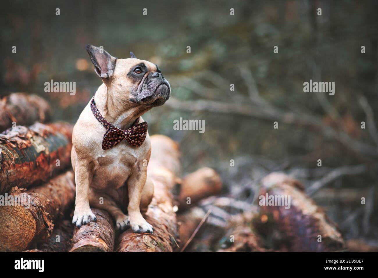 Chien Bulldog français avec noeud élégant autour du cou assis sur pile de troncs d'arbre dans la forêt avec espace de copie Banque D'Images