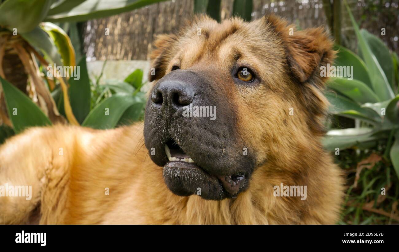 Mignon chien brun posant dans le parc vert Banque D'Images