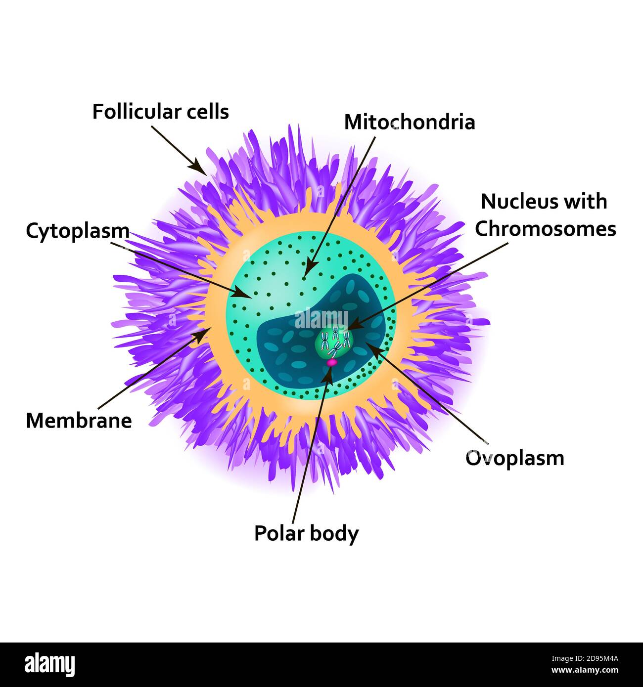 La structure de l'œuf. Anatomie de l'ovule. Illustration vectorielle sur un arrière-plan isolé Illustration de Vecteur