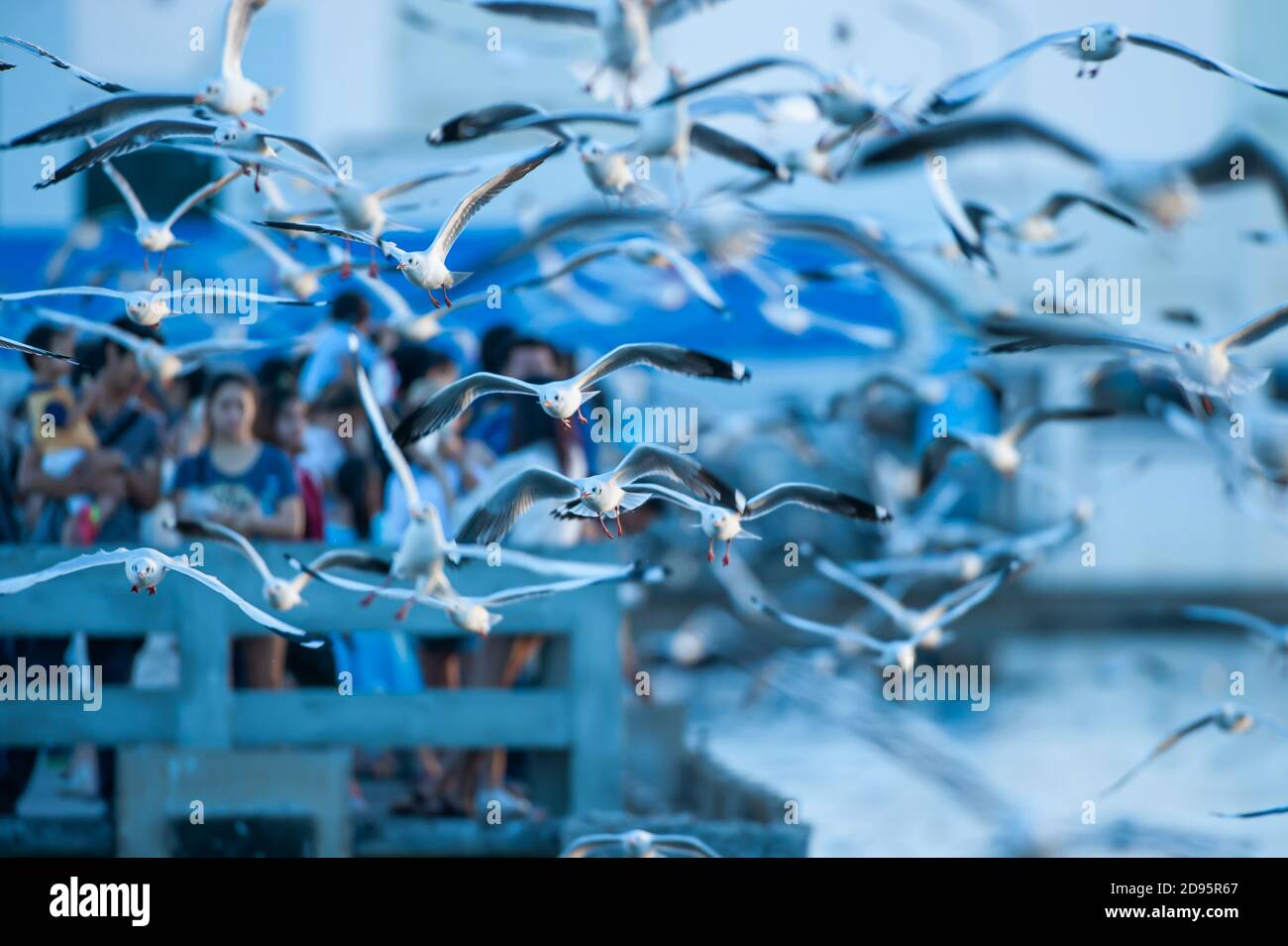 Un groupe de touristes nourrissent des mouettes sur un port en saison de migration, des troupeaux de mouettes vollent près d'un port au crépuscule. Concentrez-vous sur les troupeaux de mouettes. Banque D'Images