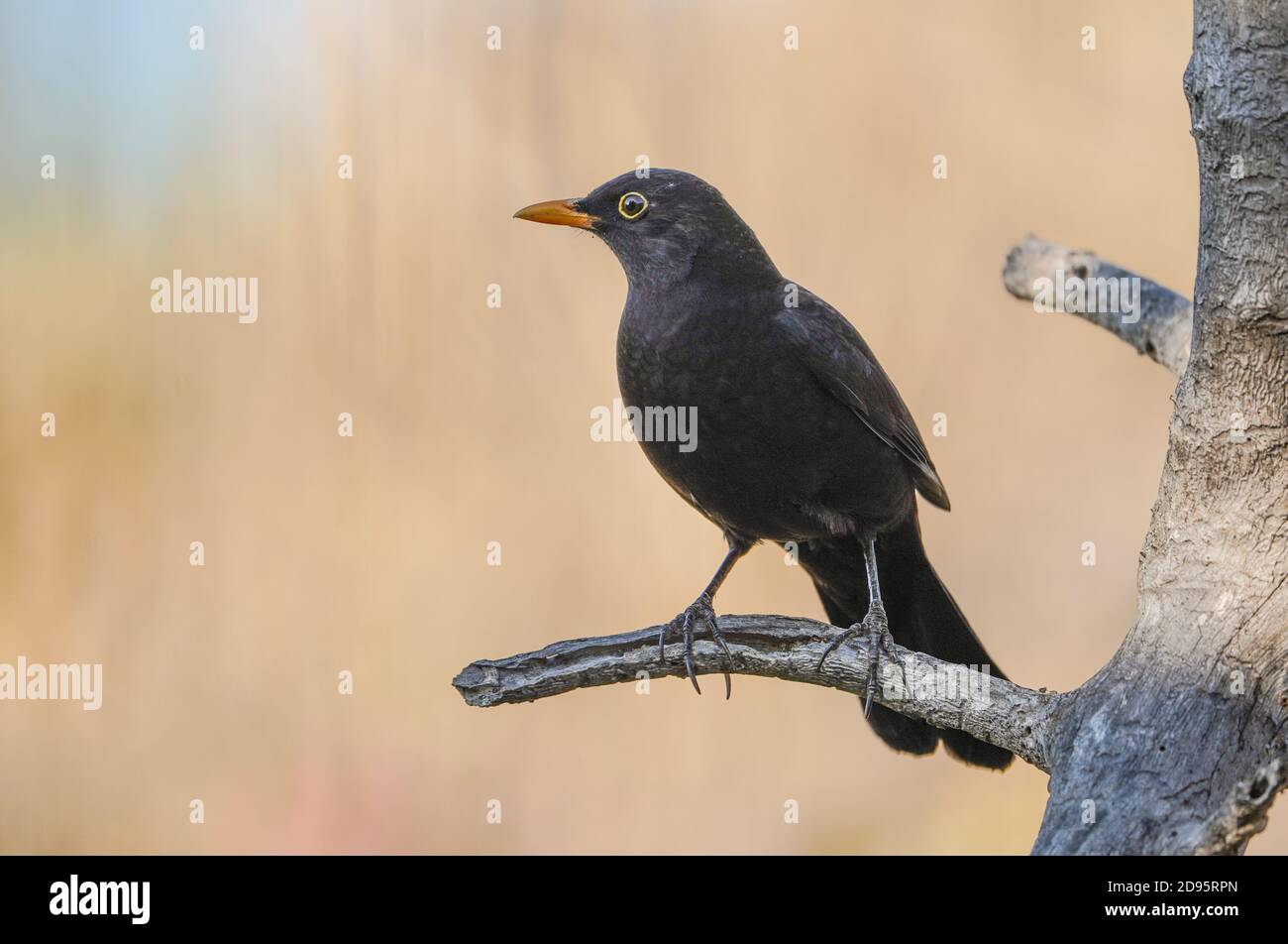 Homme blackbird (Turdus merula) perché sur une branche morte, Espagne. Banque D'Images