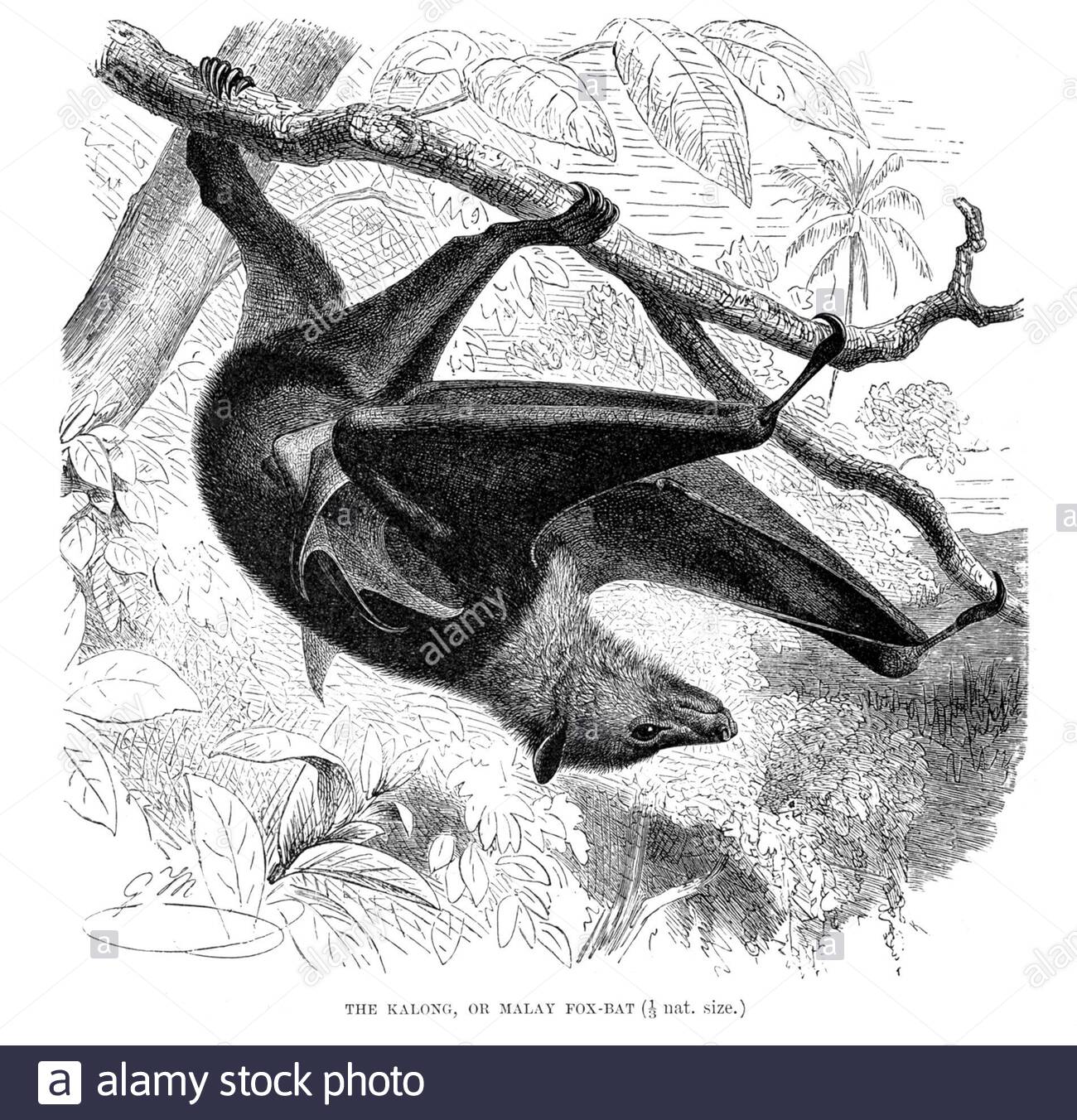 Kinong ou Malay Fox Bat, illustration ancienne de 1893 Banque D'Images